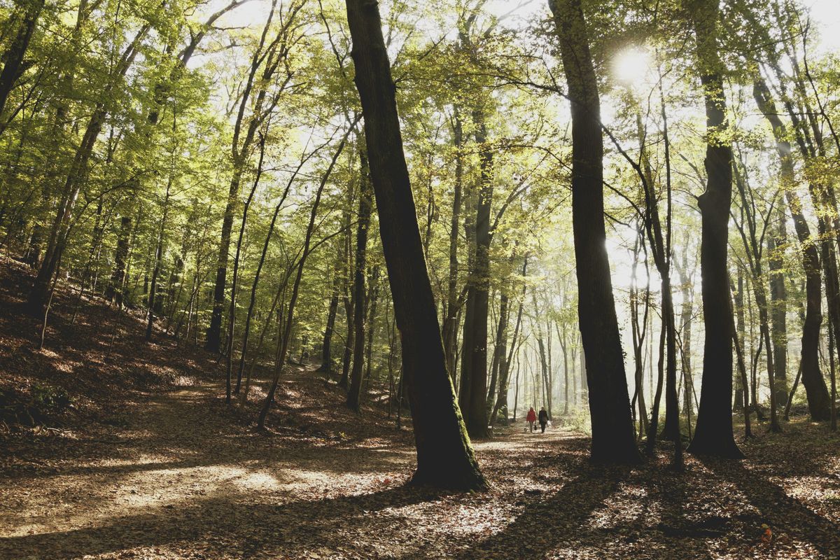 Bestattung im Wald
