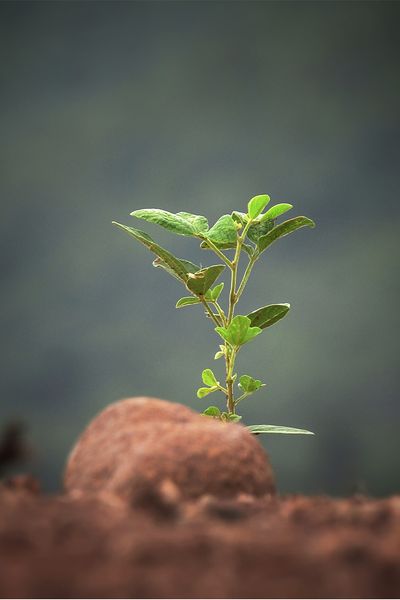 LebensbaumBestattung mit Tree of Life® mymoria